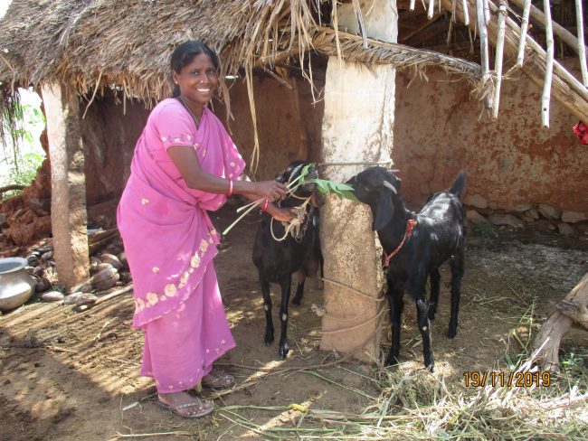 10. Goat – Mrs. Rajeswari