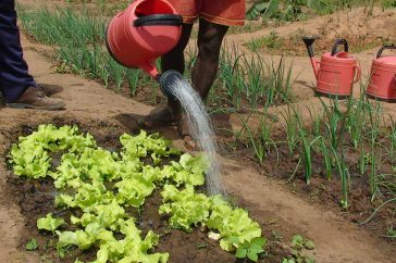ora international hilft in Guinea-Bissau