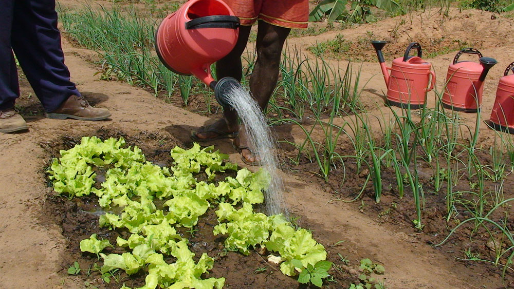 ora international – ora in Guinea-Bissau ora international hilft in Guinea-Bissau