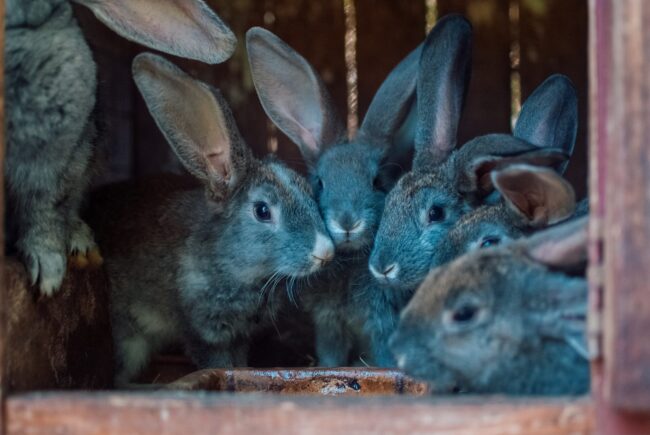 rabbits-4399624